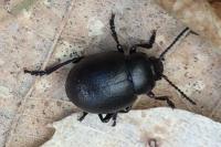 Timarcha goettingensis