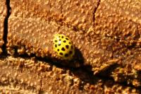 Psyllobora vigintiduopunctata