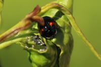 Adalia decempunctata