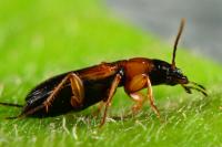 Badister bullatus