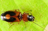 Badister bullatus