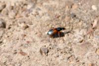 Anchomenus dorsalis