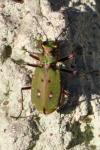 Cicindela campestris