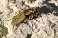 Cicindela campestris