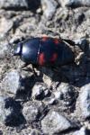 Hister quadrimaculatus