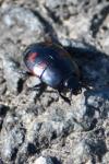 Hister quadrimaculatus