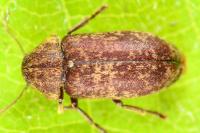 Xestobium rufovillosum