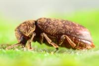 Xestobium rufovillosum
