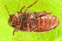 Xestobium rufovillosum