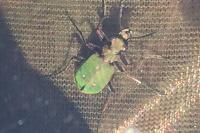 Cicindela campestris