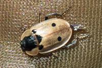Dendroxena quadrimaculata