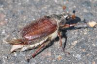 Melolontha melolontha