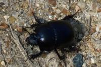 Anoplotrupes stercorosus