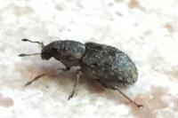 Sitona hispidulus
