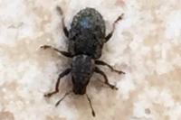 Sitona hispidulus