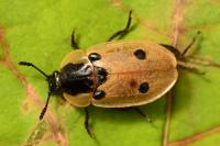 Dendroxena quadrimaculata