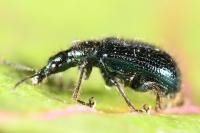 Lasiorhynchites olivaceus