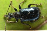 Lasiorhynchites olivaceus