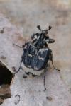 Valgus hemipterus