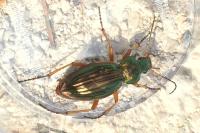 Carabus auratus