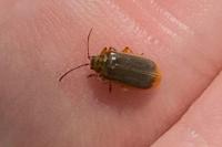 Galerucella nymphaeae