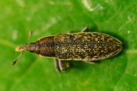 Lixus filiformis