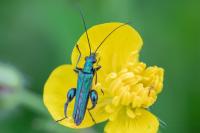 Oedemera nobilis