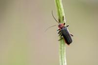 Cantharis rustica