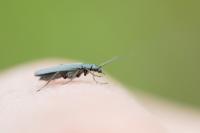 Oedemera