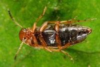 Anaspis maculata
