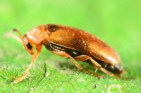 Anaspis maculata