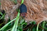 Oiceoptoma thoracicum