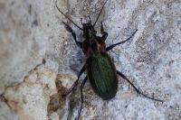 Carabus monilis