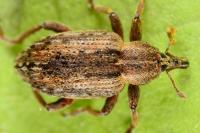 Hypera postica