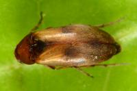 Anaspis maculata