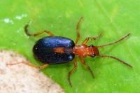 Brachinus sclopeta