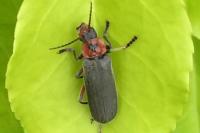 Cantharis rustica