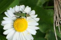 Oedemera nobilis
