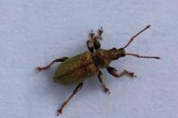 Phyllobius betulinus