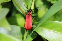 Pyrochroa coccinea