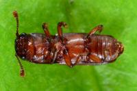 Pityophagus ferrugineus