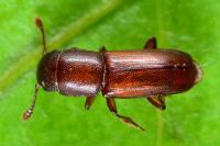 Pityophagus ferrugineus