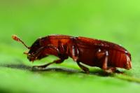 Pityophagus ferrugineus