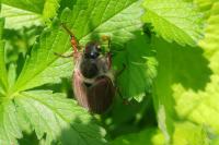 Melolontha melolontha