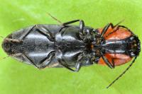 Cardiophorus gramineus