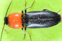 Cardiophorus gramineus