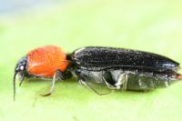 Cardiophorus gramineus