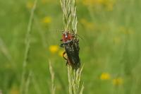 Cantharis rustica