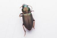 Harpalus affinis