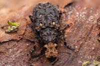 Platyrhinus resinosus